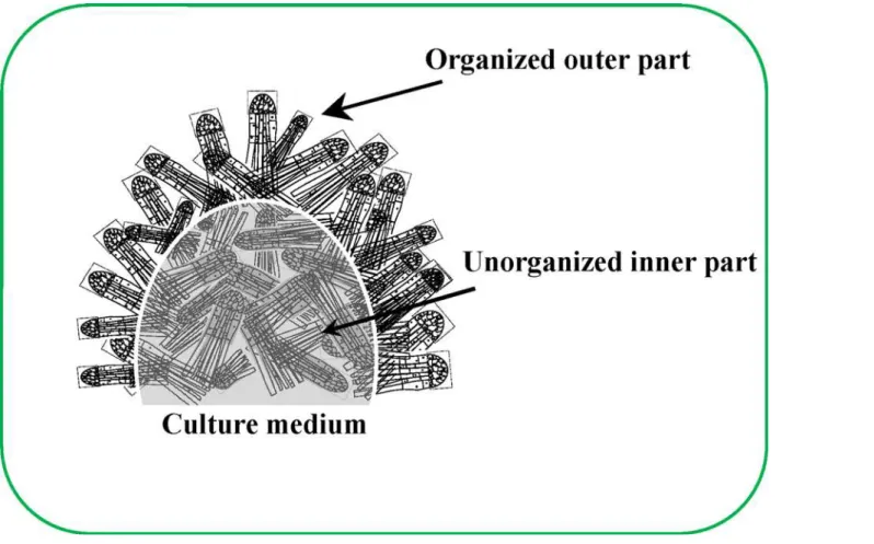 Fig 7. Schematic representation of the structure of the ESE cluster.