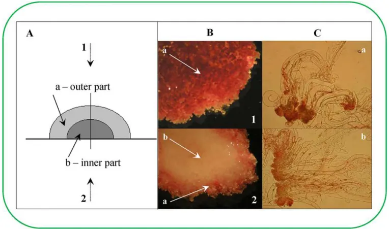 Fig 2. Determination of viability of early Picea abies somatic embryos in eight week old clusters (non-vital staining)