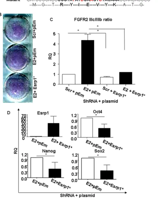 Figure 3. Rescue of Esrp1-depleted cells and differentiation potential of Esrp1-depleted ES cells