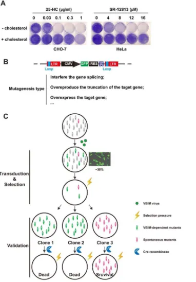 Figure 1. The growth patterns of CHO-7 cells in different selection regents and screen strategy