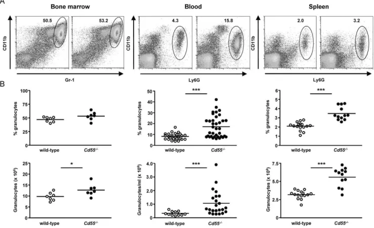 Figure 1. Lack of CD55 causes a mild granulocytosis. Immune cells obtained from bone marrow, blood, and spleen of wild-type and Cd55 -/- -/-mice were incubated with antibodies against Ly6G (or Gr-1) and CD11b and analyzed by flow cytometry