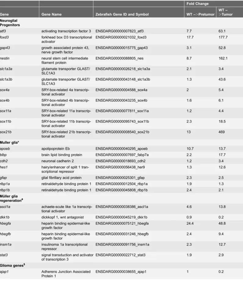Table 3. Differential Expression of Neural Progenitor, Mu¨ller glia Regeneration, and Glioma Genes in Tg(flk1:RFP)is18/ + tumor progression.