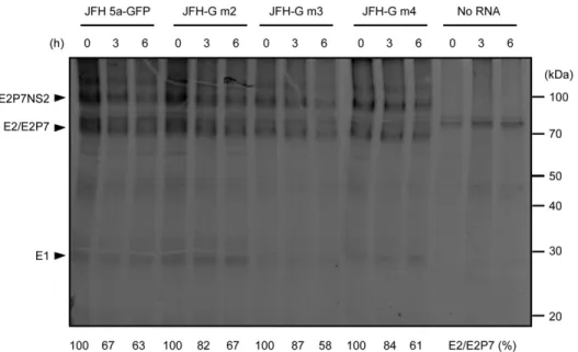 Figure 6. Processing of the E2-P7-NS2 polypeptides of JFH 5a-GFP, JFH-G m2, JFH-G m3 and JFH-G m4 viruses