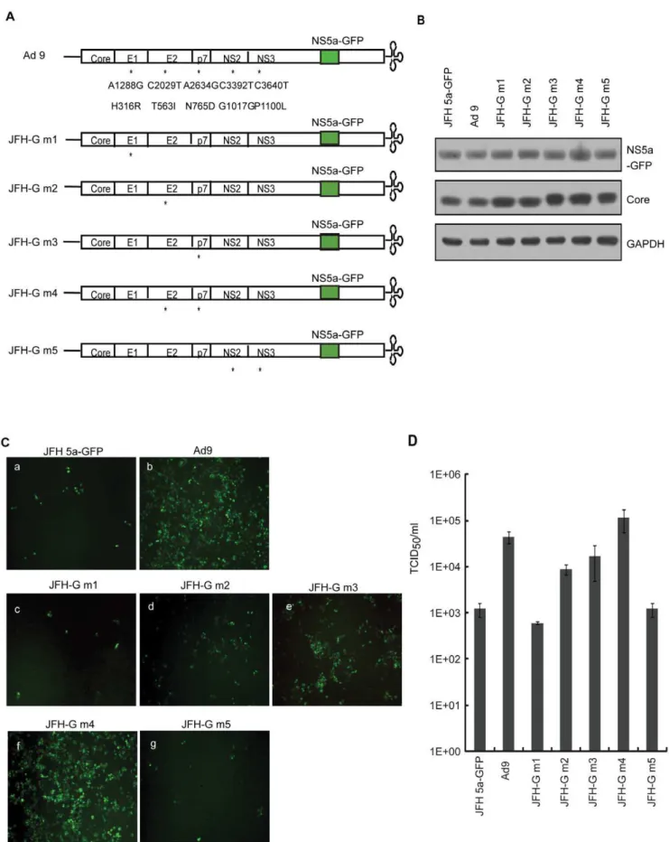 Figure 3. Mutations in E2 and p7 proteins increased viral infectivity. (A) Schematic diagram of JFH 5a-GFP and its derivatives containing adaptive mutations