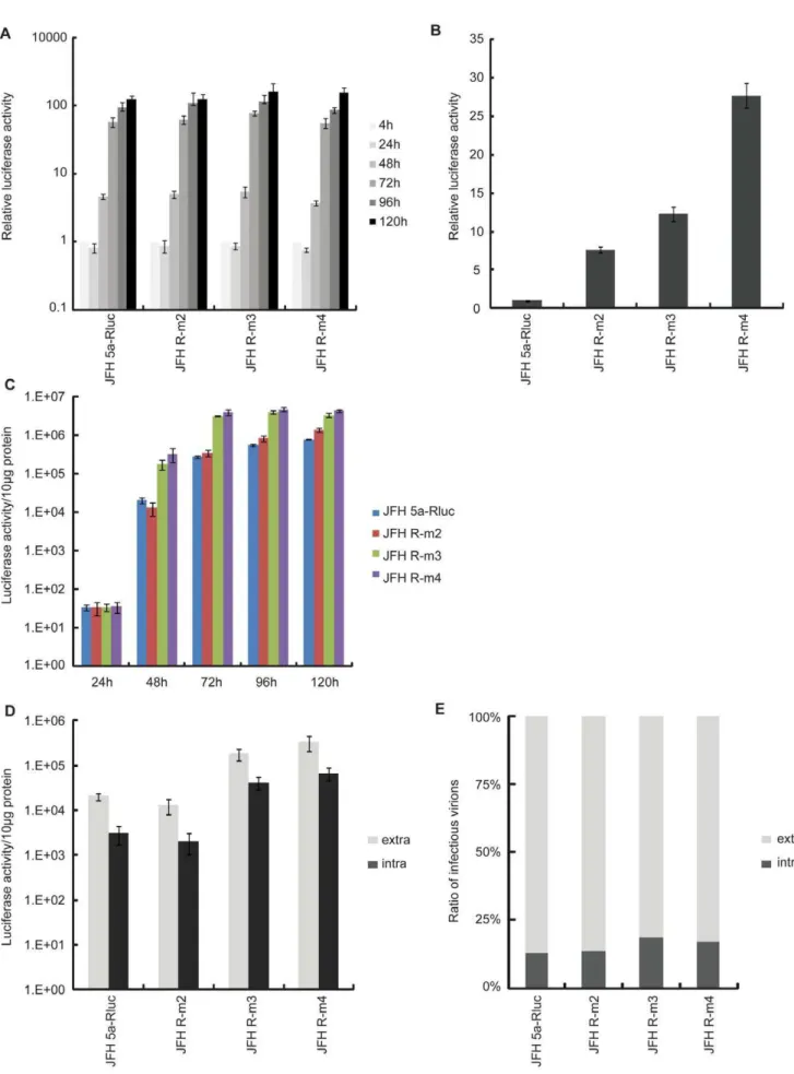 Figure 4. A mutation in the p7 protein augmented a virion assembly step. (A) Replication of JFH 5a-Rluc, JFH-R m2, JFH-R m3 and JFH-R m4 RNAs was investigated using a luciferase reporter assay