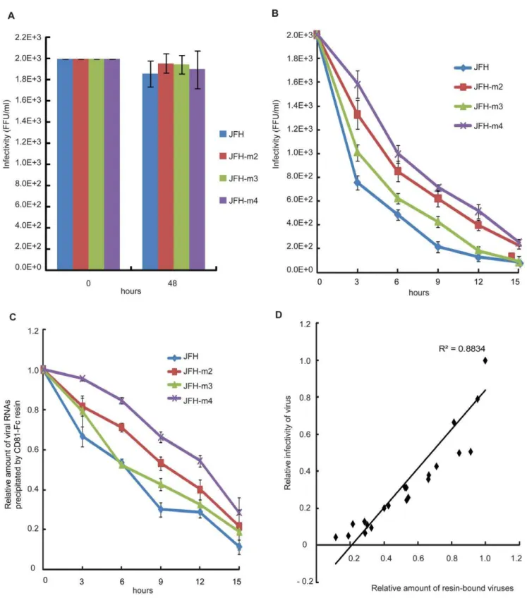 Figure 5. A mutation in the E2 protein increased virion viability at 37 6 C. (A and B) Infectious viral titers remaining in the media were determined by infecting Huh-7.5.1cells after same amount of JFH, JFH-m2, JFH-m3 and JFH-m4 viruses were incubated at 