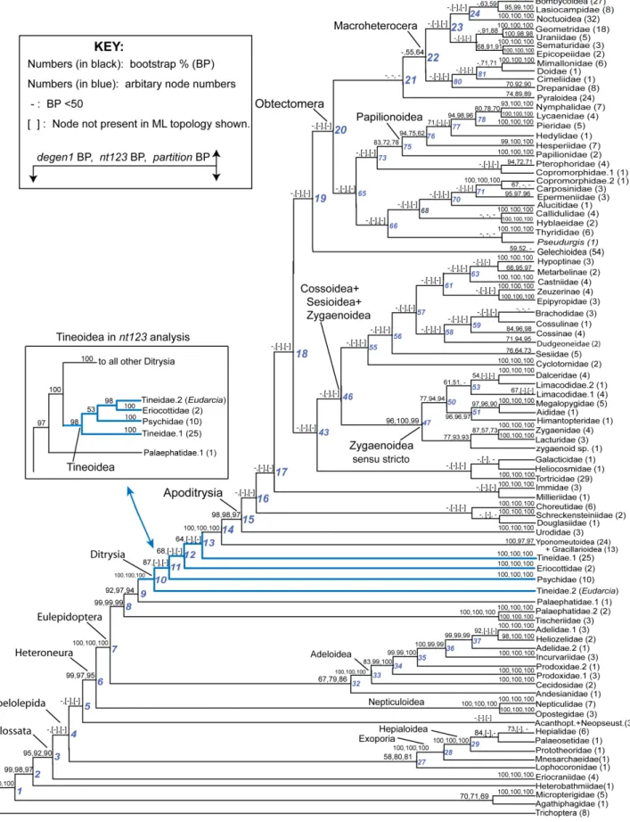 Figure 3. Summary of three phylogenetic analyses of 483 taxa and 19 genes. Bootstrap percentages derived from GARLI analysis of three data sets -- nt123_degen1, nt123, and nt123_partition -- are displayed in that order above internal branches of a condense