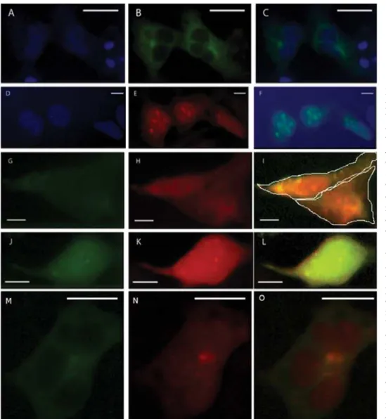 Fig. 1. Expression of target  proteins in HEK293T cells  af-ter transfection with  appropri-ate vectors