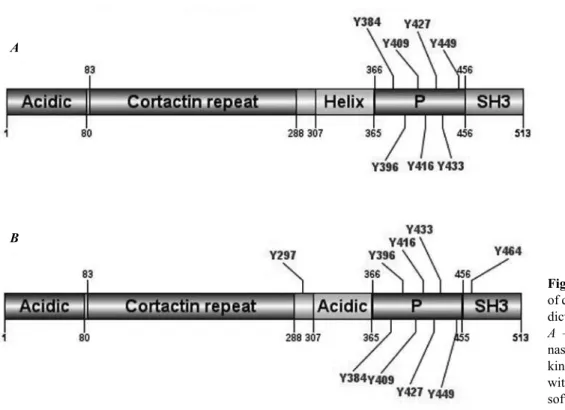 Fig. 2. Phosphorylation sites  of cortactin by Abl kinase  pre-dicted in GPS 2.1 software