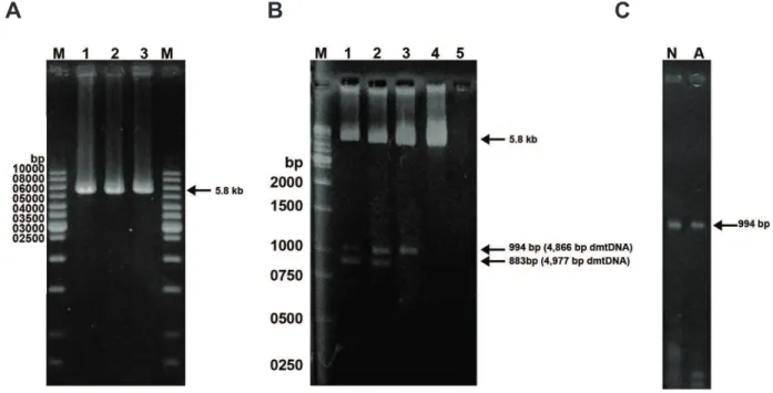 Fig 1: Detection of large-scale deletions of mtDNA from human washed sperm by long-range PCR method