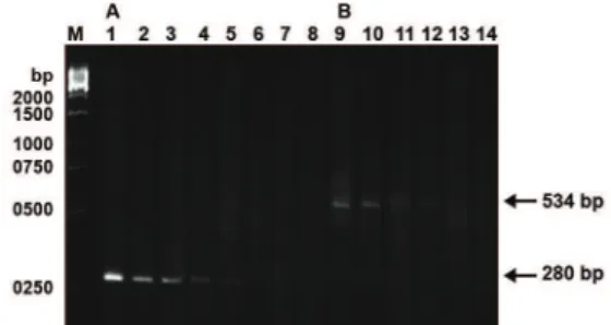 Fig 3: Semi-quantitative PCR analysis of mtDNA with the 4866  bp deletion using serial dilution method in human spermatozoa