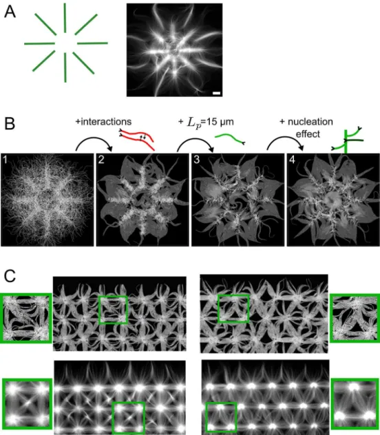 Fig 4. Contribution of studied parameters on actin organization. (A) Schematic of a micropattern, and the corresponding in vitro actin organization observed with TIRF microscopy