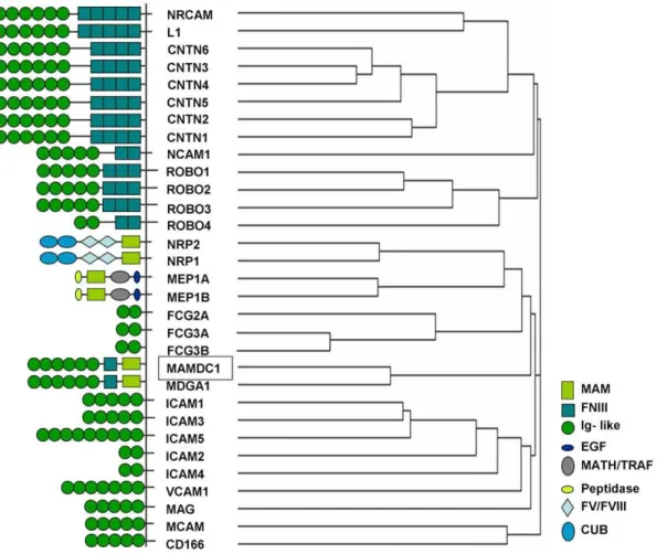 Figure 4. Comparison of homologs of the human MAMDC1 protein. Alignment of MAMDC1 full-length polypeptide with other proteins containing identical structural domains (reported on the left: MAM, meprin/A5-protein/PTPmu; FNIII, fibronectin, type III-like fol