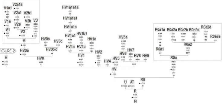 Figure 1. Phylogeny of haplogroup R0. An expanded view of the haplogroup H phylogeny is shown in Figure 2