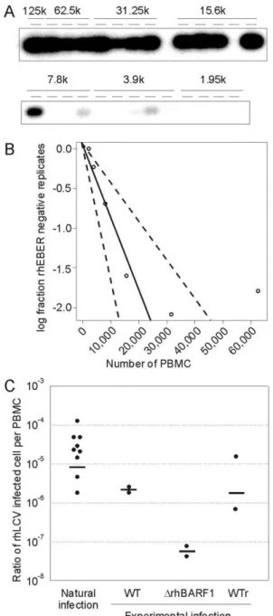 Figure 2. Limiting dilution analysis using rhEBER RT-PCR to determine frequency of rhLCV-infected cells during persistent infection