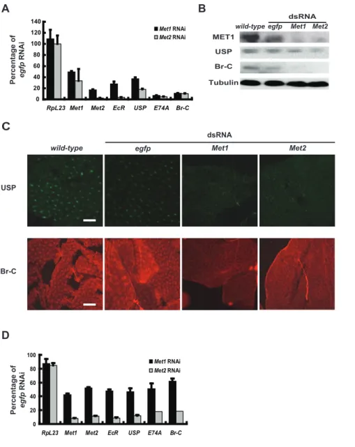 Figure 4. Met RNAi disrupts the 20E-triggered transcriptional cascade. RNAi was performed during initiation of the early wandering stage (A–C) and ,6 hr after pupation (D)