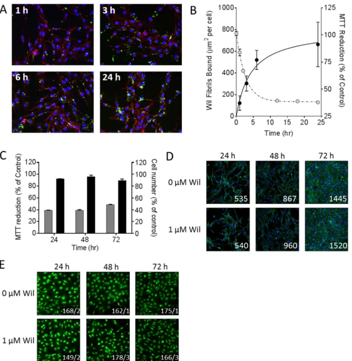 Fig 5. rV λ 6Wil fibrils cause a decrease in cardiomyocytes MTT reduction without inducing cell death