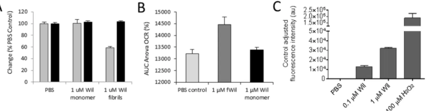 Fig 6. rV λ 6Wil fibrils cause oxidative stress in cardiomyocytes without a decrease in cellular ATP
