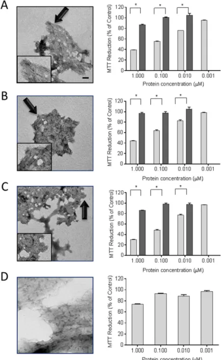 Fig 2. rV λ 6 amyloid fibrils cause metabolic dysfunction in cultured cardiomyocytes. Synthetic fibrils composed of rVλ6Wil (A), Jto (B), JtoR68S (C), and non-amyloid fibrils elastin (D) were shown to be fibrillar by using electron microscopy (left panels;