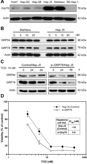 Fig 2. Expression of endoplasmic reticular (ER) chaperon proteins in TCD-treated Mahlavu and Hep- Hep-J5 cells