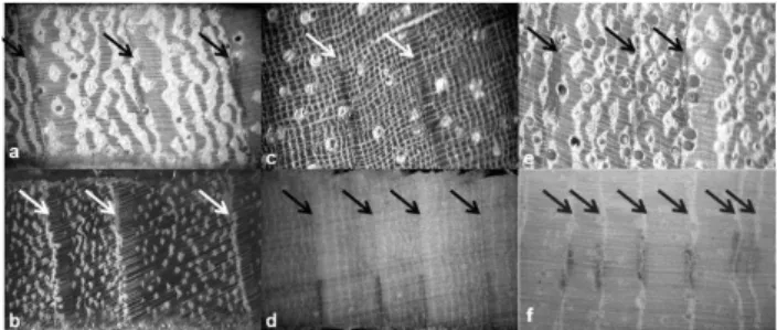 Fig. 2. Examples of distinct tree rings. The classification of wood anatomy of the tree rings is described following Worbes (2002).