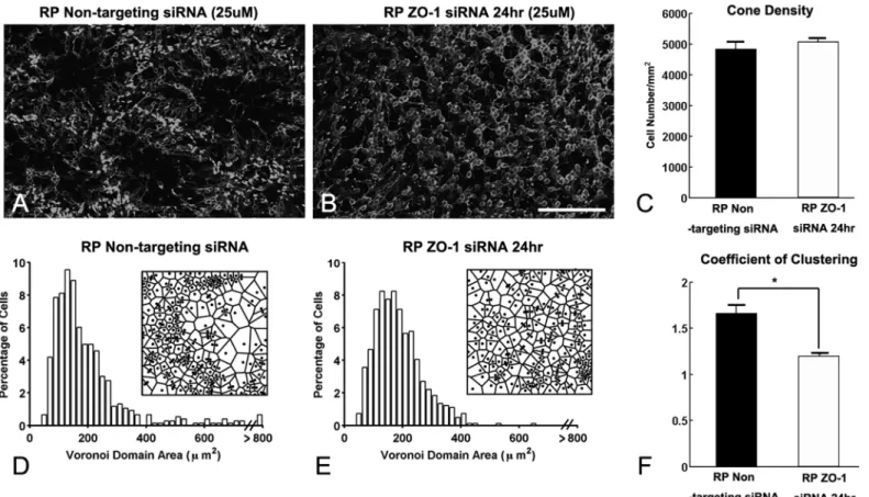 Fig 6. ZO-1 expression between cones and Müller cell processes are sufficient for the maintenance of rings