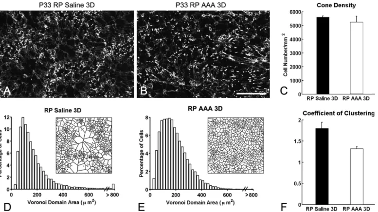 Fig 1. Disturbance of the cone rings in RP retinas with AAA treatment. Confocal micrographs of whole-mounts processed for M-opsin