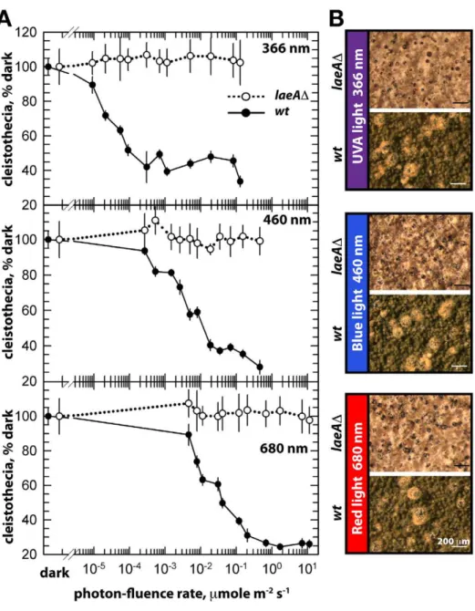 Figure 6. Photon fluence-rate response curves for the photoinhibition of cleistothecia formation in wild type and laeA D strains.