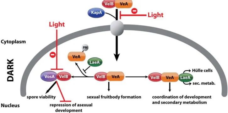 Figure 8. Complexes of velvet family regulatory proteins and LaeA during A. nidulans development
