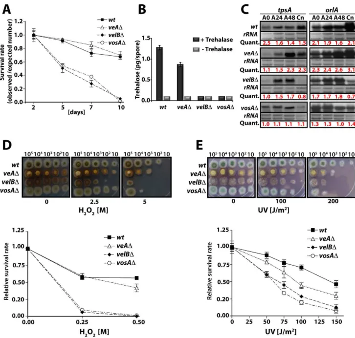 Figure 2. VelB function in spore viability and trehalose biogenesis. (A) Viability of wild type and velvet mutant strains conidia grown at 37uC for 2, 5, 7, and 10 days