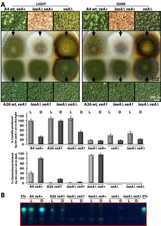Figure 5. LaeA-VeA as regulators of development and secondary metabolism. (A) Colony morphologies, quantifications of asexual spore (conidia, in light) and fruiting body (cleistothecia, in dark) formations of (A4) veA+, (A26) veA1, laeA D /veA+, laeA D /ve