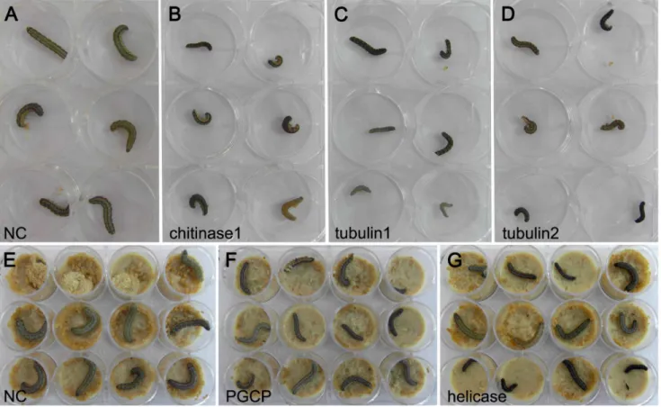 Figure 6. Retarded development in RNAi-treated groups. About 80% of surviving larvae in each siRNA-treated group showed retarded development