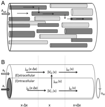 Figure 1. A two domain-model for ion concentration dynamics in the intra- and extracellular space, when macroscopic transport is essentially one-dimensional