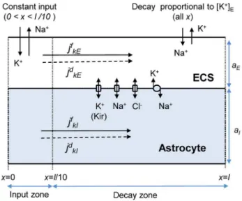 Figure 3. Astrocyte model. A representative astrocyte (I) exchanging ions with the ECS (E)