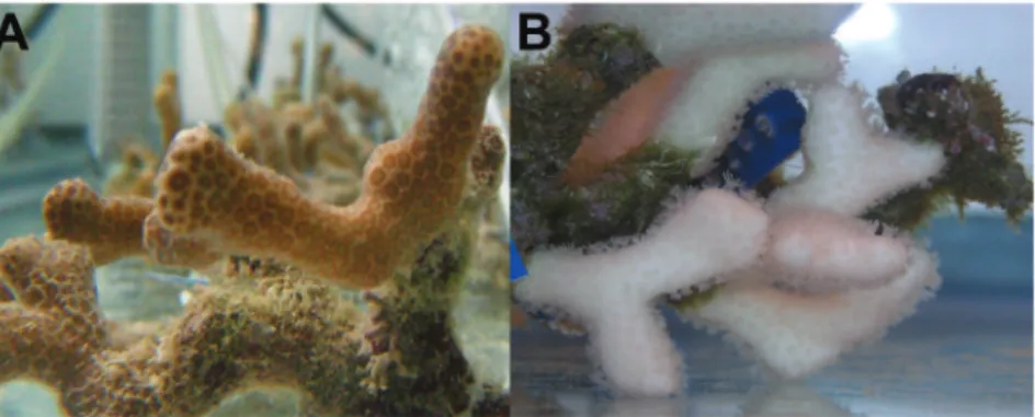 Figure 3. Porites divaricata colonies. (A) before, and (B) after one month at elevated temperature.