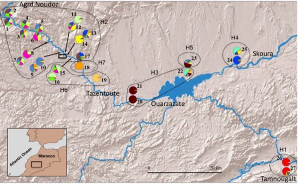 Figure 1. Map of C. emmae sampled nest localities across its distributional range (transect) in Morocco near Ouarzazate in 2010