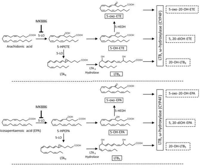 Figure 8. Enzymatic pathways leading to the formation of long chain PUFAs oxidized derivatives in activated neutrophils.