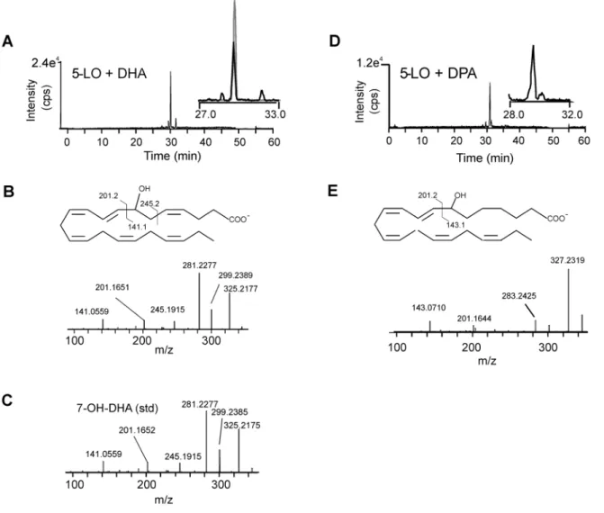 Figure 6. In vitro synthesis of 7-OH-DHA and 7-OH-DPA from DHA and DPA precursors by human recombinant 5-LO