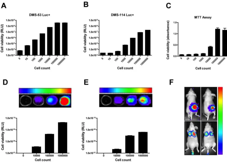 Figure 1. Establishment of luciferase-expressing SCLC cell lines for in vitro and in vivo assays