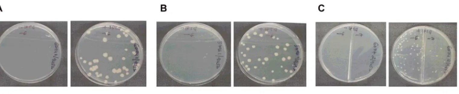 Fig 4. Analysis of inducer dependence for growth. Identified recombinant colonies of S6094/KD-I, S3796/KD-I and ScysS/KD-I were grown with 100 μM IPTG until they reached mid-log phase, washed and the culture suspension in plain 7H9 broth was diluted and pl