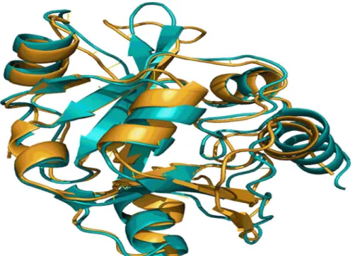 Fig 1. A snapshot of structural alignment of MSMEG_5671 and E. coli YbaK. Structure of E