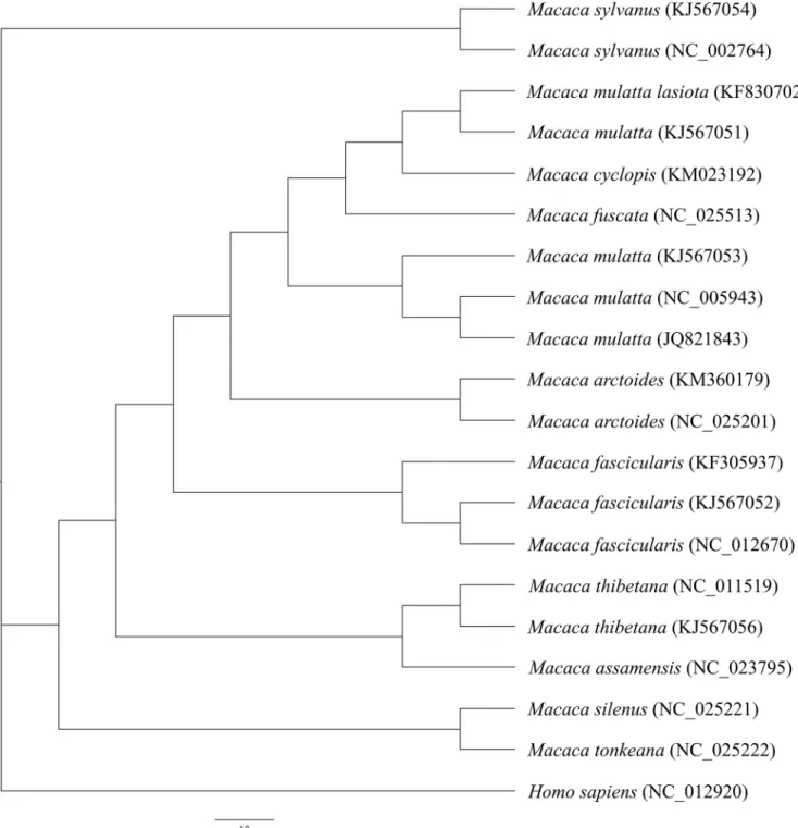 Fig 4. Phylogenetic analysis based on whole mitochondrial genome sequence. The evolutionary history was inferred by MrBayes