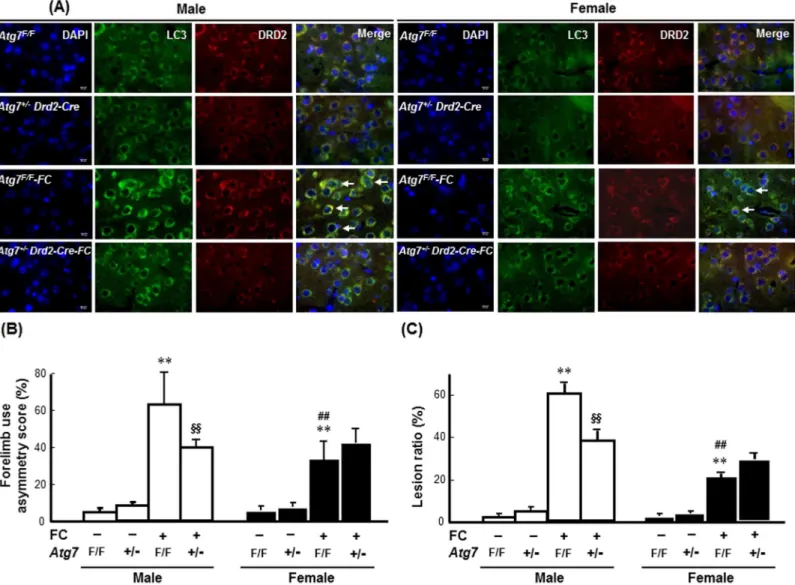 Fig 6. Knockout of Atg7 in DRD2 neurons decreased FC-induced striatal injury in male and female mice