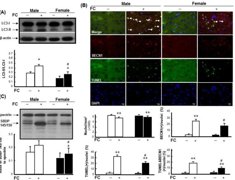 Fig 1. FC induced higher levels of autophagy, autophagic cell death, and injury severity in males