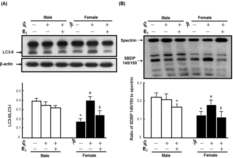Fig 2. E 2 contributed to the sex differences in FC-induced autophagy and injury severity in the striatum