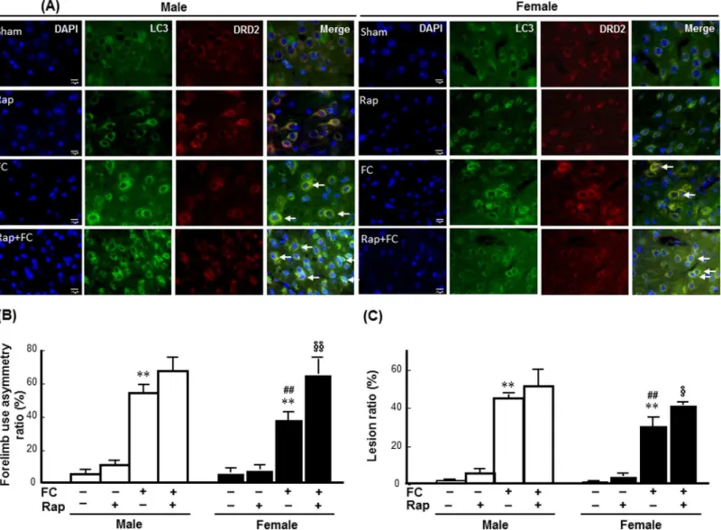 Fig 3. Rapamycin exaggerated FC-induced striatal injury in female mice. (A) Rapamycin (Rap) enhanced the LC3 immunoreactivity in DRD2 neurons of both male and female striatum