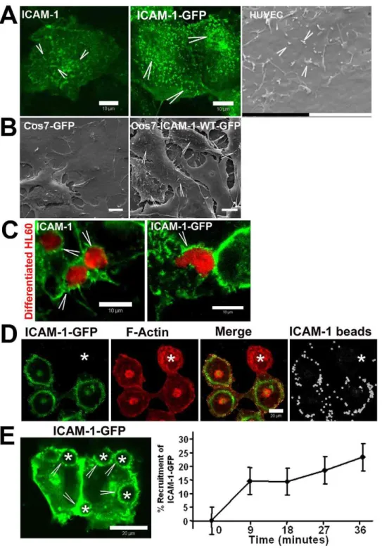 Figure 1. ICAM-1 clusters to leukocyte adhesion sites. (A) Left panel shows localization of endogenous ICAM-1 in green on endothelial filopodia (Arrowheads)