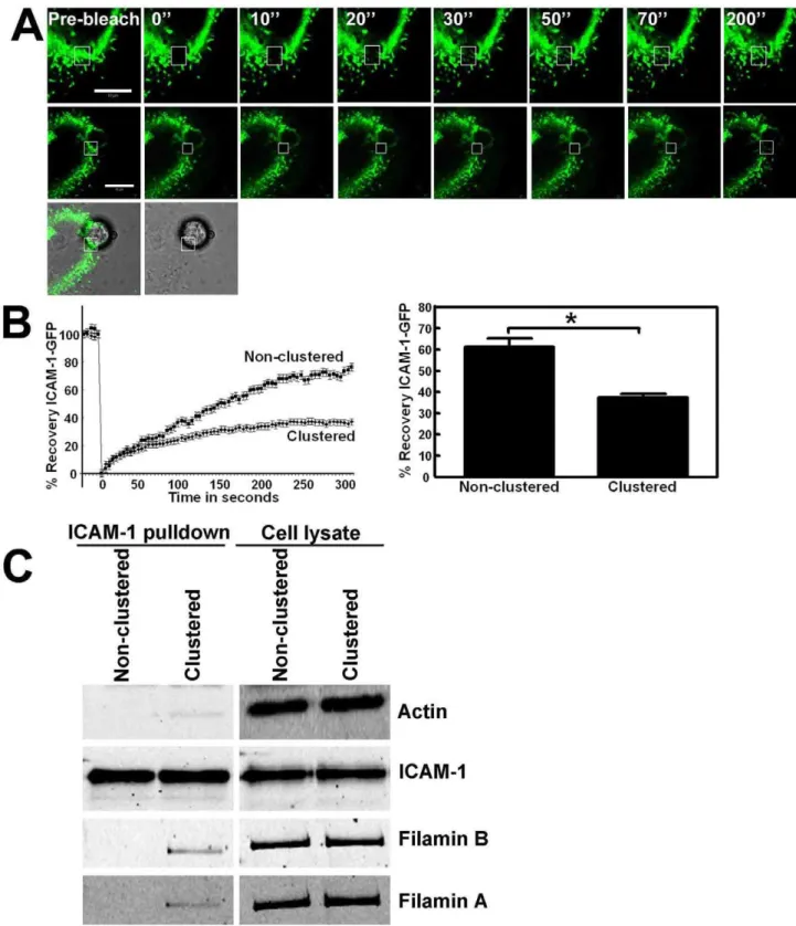 Figure 2. Lateral mobility of ICAM-1 depends on its C-terminal domain. (A) ICAM-1-GFP is expressed in HeLa cells and FRAP was measured.