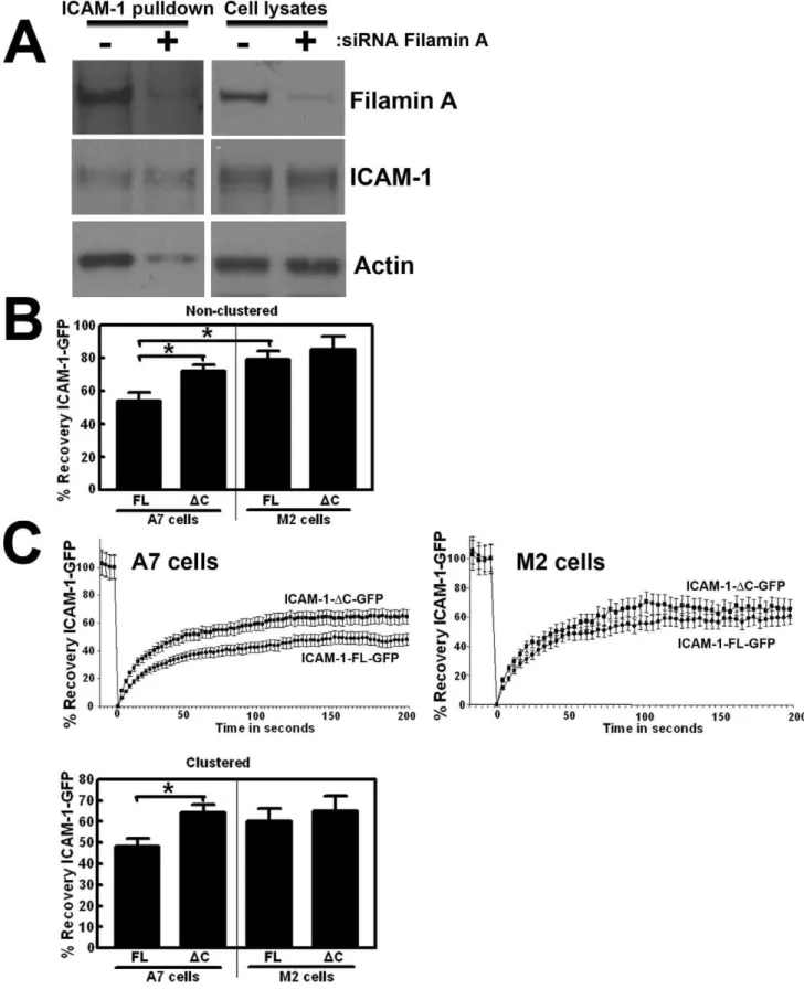 Figure 5. ICAM-1 requires filamin and its intracellular tail for the actin link and its motility