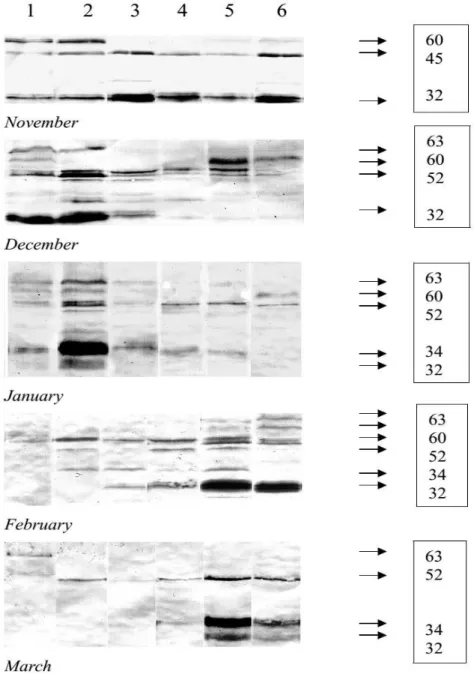 Figure 2.  Changes in dehydrins content of apple tree bark from November till March: 1- Berry apple tree;  